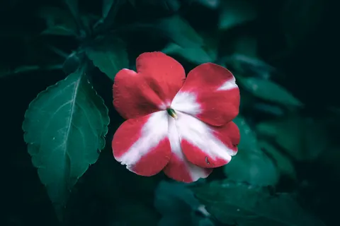Frangipani 4K Wallpaper · flowers · 3840×2560