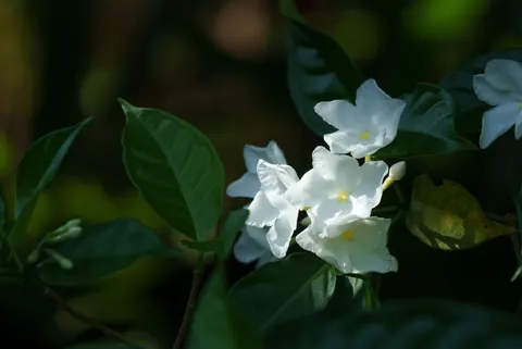Frangipani 4K Wallpaper · flowers · 3840×2565