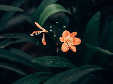 Frangipani 4K Wallpaper · flowers · 3840×2878