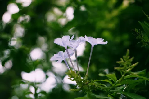 Frangipani 4K Wallpaper · flowers · 3840×2560