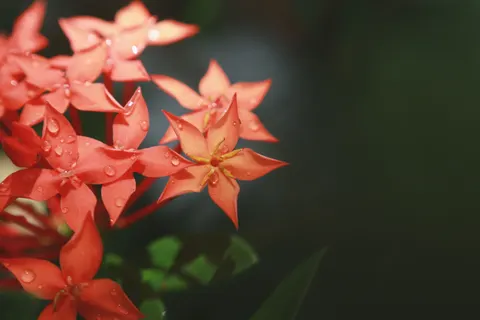Frangipani 4K Wallpaper · flowers · 3840×2560