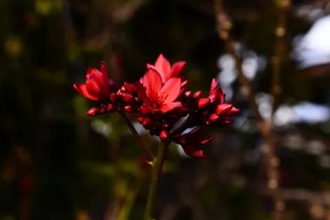 Frangipani 4K Wallpaper · flowers · 3840×2560