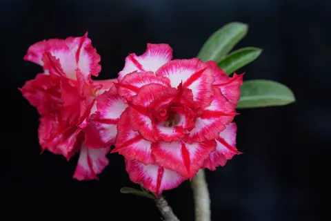 Frangipani 4K Wallpaper · flowers · 3840×2561