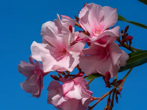 Frangipani 4K Wallpaper · flowers · 3840×2880