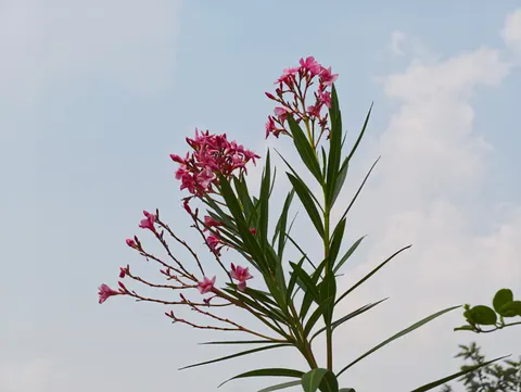 雞蛋花 4K桌布 · flowers · 3840×2891