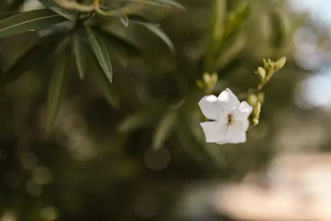 Frangipani 4K Wallpaper · flowers · 3840×2560