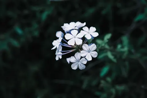 Frangipani 4K Wallpaper · flowers · 3840×2560
