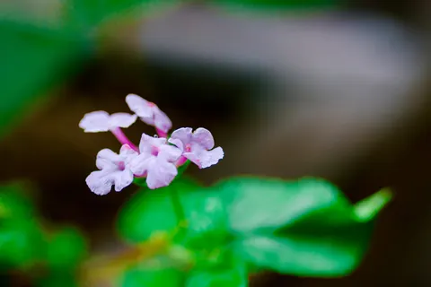Frangipani 4K Wallpaper · flowers · 3840×2560
