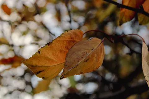 Autumn Leaves 4K Wallpaper · flowers · 3840×2560