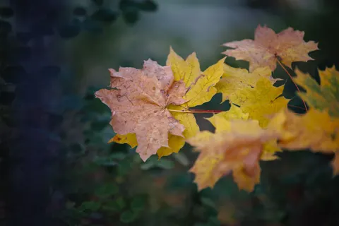 Autumn Leaves 4K Wallpaper · flowers · 3840×2560