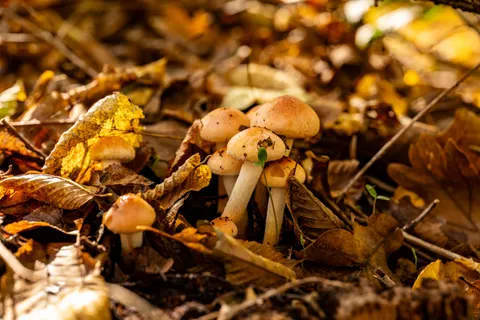 Autumn Leaves 4K Wallpaper · flowers · 3840×2560