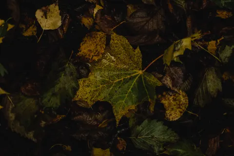 Autumn Leaves 4K Wallpaper · flowers · 3840×2560