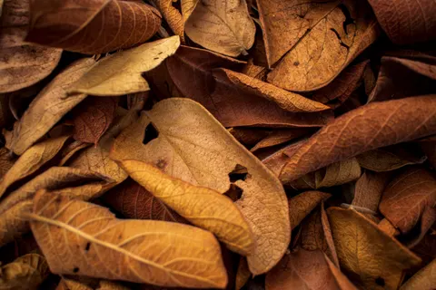 Autumn Leaves 4K Wallpaper · flowers · 3840×2560