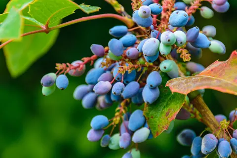 Herfstbladeren 4K-achtergrond · flowers · 3840×2560