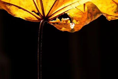 Autumn Leaves 4K Wallpaper · flowers · 3840×2560