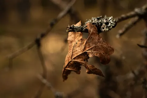 Autumn Leaves 4K Wallpaper · flowers · 3840×2560