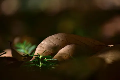 Autumn Leaves 4K Wallpaper · flowers · 3840×2560