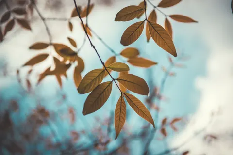 Autumn Leaves 4K Wallpaper · flowers · 3840×2563