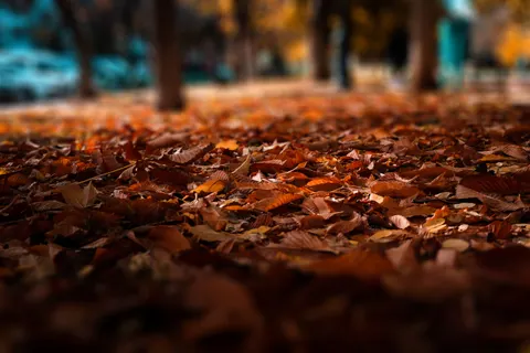 Autumn Leaves 4K Wallpaper · flowers · 3840×2560