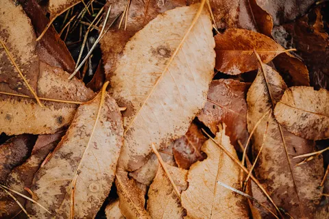 Autumn Leaves 4K Wallpaper · flowers · 3840×2560
