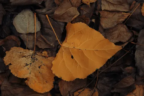 Autumn Leaves 4K Wallpaper · flowers · 3840×2560