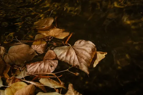 Autumn Leaves 4K Wallpaper · flowers · 3840×2560