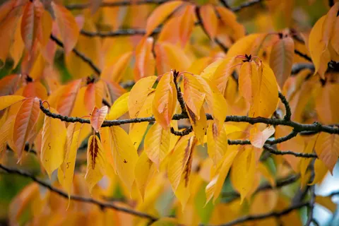 Autumn Leaves 4K Wallpaper · flowers · 3840×2563