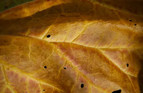 Autumn Leaves 4K Wallpaper · flowers · 3840×2514