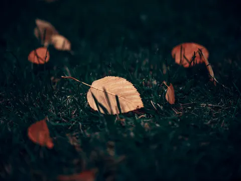 Autumn Leaves 4K Wallpaper · flowers · 3840×2878