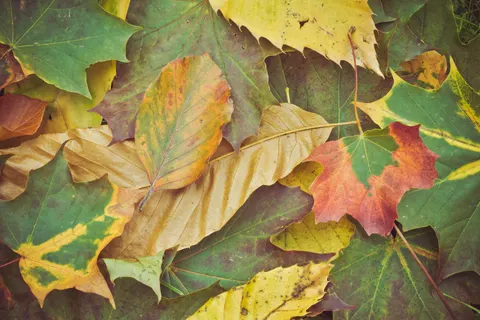 Autumn Leaves 4K Wallpaper · flowers · 3840×2560
