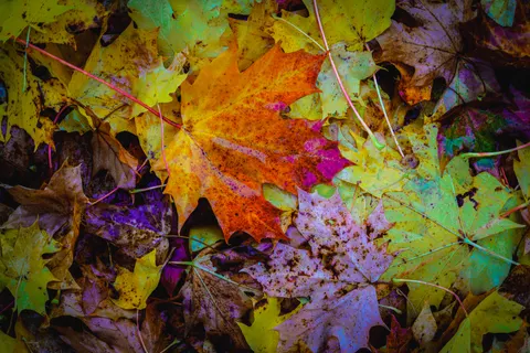 Sonbahar Yaprakları 4K Duvar Kağıdı · flowers · 3840×2561