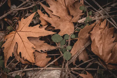 Autumn Leaves 4K Wallpaper · flowers · 3840×2560