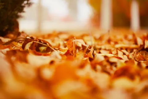 Autumn Leaves 4K Wallpaper · flowers · 3840×2560