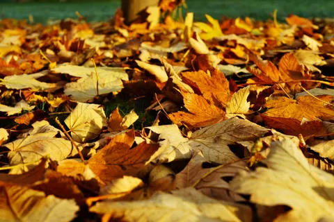 Autumn Leaves 4K Wallpaper · flowers · 3840×2560