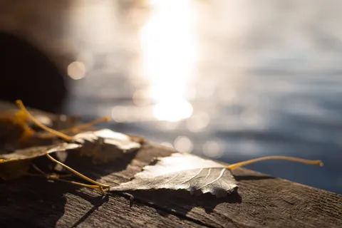 Autumn Leaves 4K Wallpaper · flowers · 3840×2563