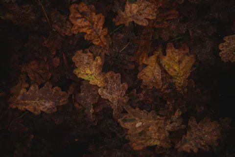 Autumn Leaves 4K Wallpaper · flowers · 3840×2565