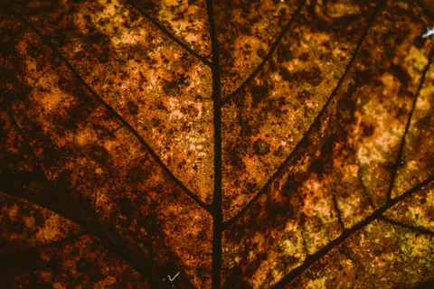 Autumn Leaves 4K Wallpaper · flowers · 3840×2560