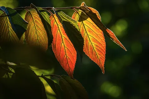 Autumn Leaves 4K Wallpaper · flowers · 3840×2560