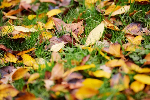 Autumn Leaves 4K Wallpaper · flowers · 3840×2561