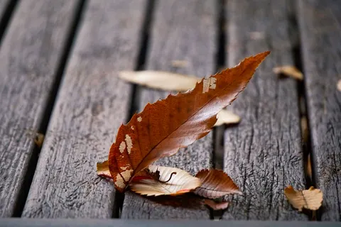 Autumn Leaves 4K Wallpaper · flowers · 3840×2560