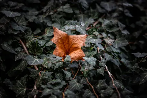 Autumn Leaves 4K Wallpaper · flowers · 3840×2560