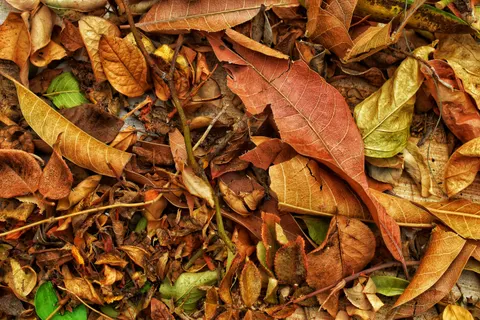 Autumn Leaves 4K Wallpaper · flowers · 3840×2560