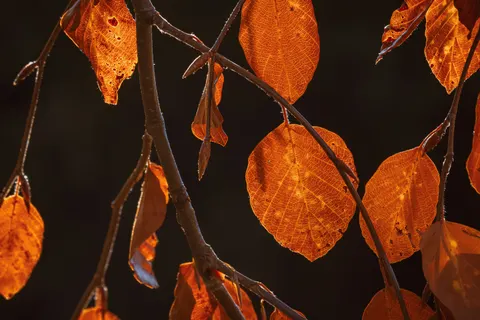 Herfstbladeren 4K-achtergrond · flowers · 3840×2560