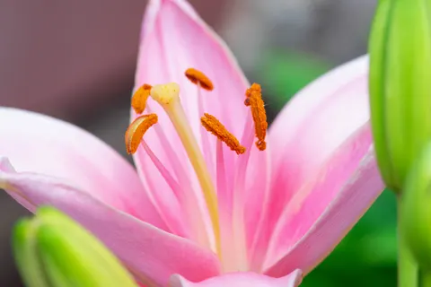 والپیپر ارکیده صورتی با کیفیت 4K · flowers · 3840×2560