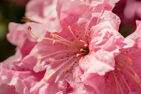 خلفية أوركيد وردي بدقة 4K · flowers · 3840×2561