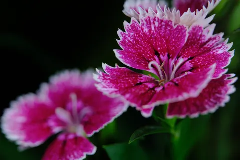 Pink Orchid 4K Wallpaper · flowers · 3840×2561