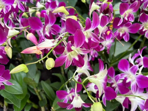 Pink Orchid 4K Wallpaper · flowers · 3840×2880