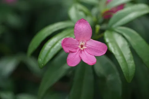 Pink Orchid 4K Wallpaper · flowers · 3840×2561