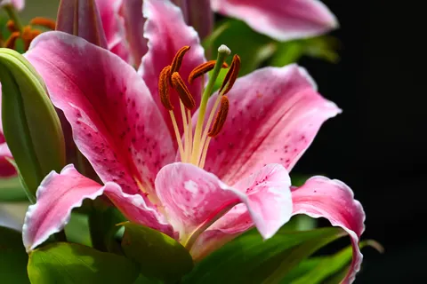 Pink Orchid 4K Wallpaper · flowers · 3840×2560