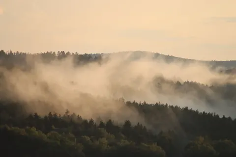 Foggy Forest 4K Wallpaper · nature · 3840×2560